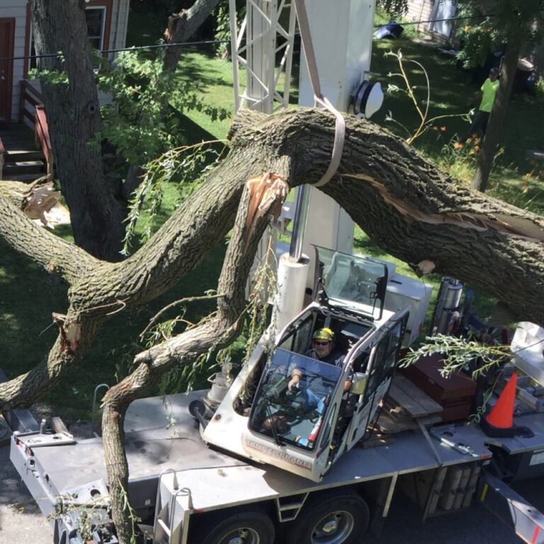 Storm Damage Clean Up Storm Damage Clean Up