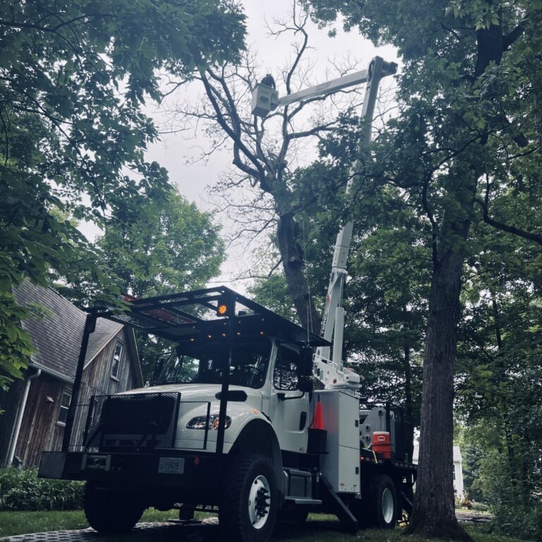 Tree Removal Tree Removal